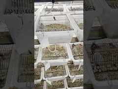 1-2 Days Age Frozen Pinky Mice