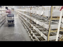 1G-400 G Frozen Rats with 1 Year Shelf Life Perfect