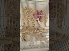 Feeder Jumbo Frozen Mice For Cats Snakes Carnivorous Reptiles And Birds