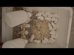 Xl Adult Live Feeder Frozen Pinky Mice Mouse Order Online