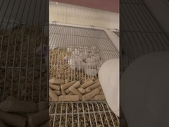 Protein Diet Arctic Mice Pinkies Adult Feeder Mice For Reptiles Amphibians 50 Pack