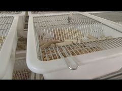 Calcium Pinky Frozen Hopper Mouse Rodents For Herbivorous Corn Snake