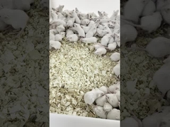 Small Frozen Rodents For Reptiles Pinkies Lizard Food Mice Hedgehog Diet