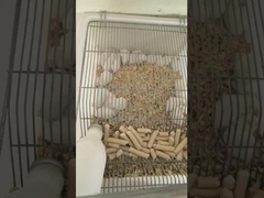 Storage Keep Frozen At -18°C Frozen Rats for Animal Feed Manufacturers Various Sizes