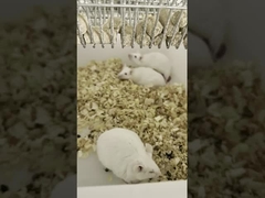 Thawed Frozen Live Feeder Rodents Mouse Pinkies Pets Food In Bulk