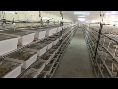 ODM Frozen Pinky Feeder Mice Rodent Diet Large Weaner Rat